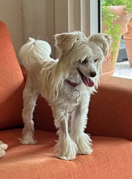 Rescue Chinese Crested Dog Dogs for Adoption in Plantation, Florida - Josie Quinn | PetCurious