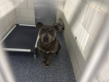 A1265778 -  Pit Bull Terrier Dog for Adoption in Charlotte, North Carolina - A1265778 | PetCurious