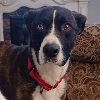 Shepherd and Mixed Breed Dogs Available for Adoption - Walton | PetCurious