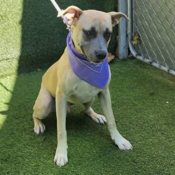 American Staffordshire Terrier Dogs Available for Adoption in Oak Point, Texas - Winston  | PetCurious