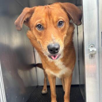 Billie Jean -  Shepherd Dog for Adoption in Saint Joseph, Missouri - Billie Jean | PetCurious