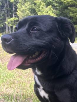 Bonnie -  Pit Bull Terrier Dog for Adoption in Newport, Oregon - Bonnie | PetCurious