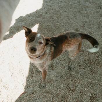 Australian Cattle Dog Blue Heeler Dogs Available for Adoption - Jax | PetCurious
