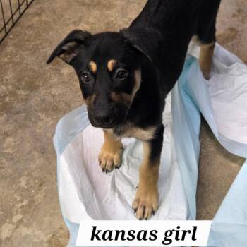 Kansas -  Yellow Labrador Retriever and Shepherd Dog for Adoption in Belfair, Washington - Kansas | PetCurious