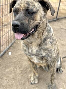 Rescue Pit Bull Terrier Dogs for Adoption in Madras, Oregon - Donna | PetCurious