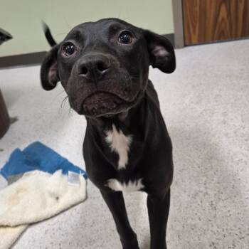 Rabbit -  Mixed Breed Dog Available for Adoption in Binghamton, New York - Rabbit | PetCurious
