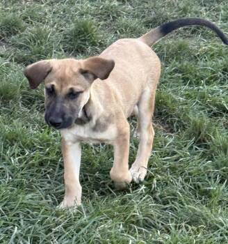Cedar -  Shepherd Dog for Adoption in South Bend, Indiana - Cedar | PetCurious