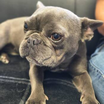 Mia -  French Bulldog Dog for Adoption in Moses Lake, Washington - Mia | PetCurious