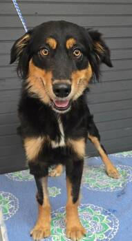 Rachel -  Australian Terrier and Spaniel Dog for Adoption in New York, New York - Rachel | PetCurious