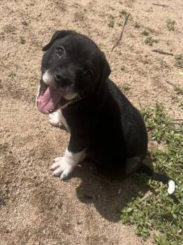 CHUNK -  Pit Bull Terrier and Mixed Breed Dog for Adoption in Colorado Springs, Colorado - CHUNK | PetCurious