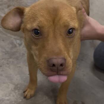 Mixed Breed Dogs Available for Adoption in Corbin, Kentucky - Walker | PetCurious