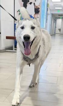 Siberian Husky and Mixed Breed Dogs Available for Adoption - Becca - 3 | PetCurious