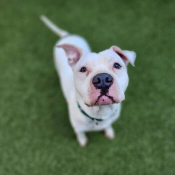 Pit Bull Terrier Dogs Available for Adoption in Greensboro, North Carolina - Pablo | PetCurious