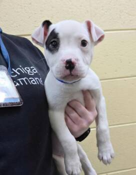 Pit Bull Terrier and Mixed Breed Dogs Available for Adoption - Brooks | PetCurious