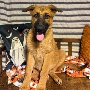 Riddy -  German Shepherd Dog and Mixed Breed Dog for Adoption in Binghamton, New York - Riddy | PetCurious