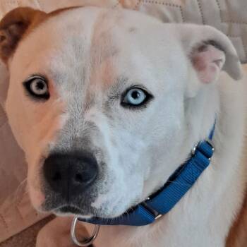 Pit Bull Terrier Dogs Available for Adoption - Pluto | PetCurious