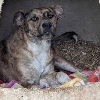 Catahoula Leopard Dog and Great Pyrenees Dogs Available for Adoption - Auburn | PetCurious