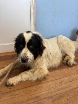 Great Pyrenees and Mixed Breed Dogs Available for Adoption in Fayetteville, Tennessee - Bonjovi | PetCurious