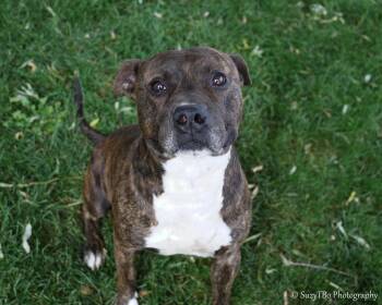 Rescue Pit Bull Terrier and Mixed Breed Dogs for Adoption in Montrose, Colorado - Buck | PetCurious