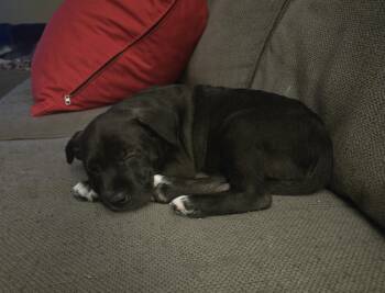 Labrador Retriever Dogs Available for Adoption - Percy | PetCurious