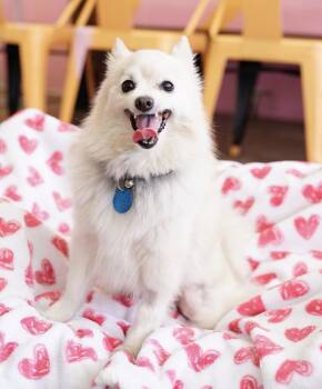 Pomeranian Dogs Available for Adoption - Perla | PetCurious