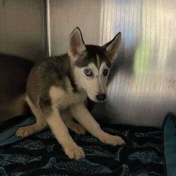 Tintin -  Siberian Husky Dog for Adoption in Pasadena, California - Tintin | PetCurious