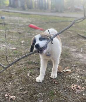 Rescue Saint Bernard Dogs for Adoption in Youngsville, North Carolina - Lucas | PetCurious
