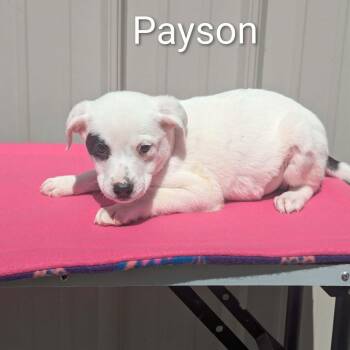 Mixed Breed Dogs Available for Adoption in Logan, Ohio - Payson | PetCurious