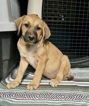 Abbey -  Black Mouth Cur Dog for Adoption in Toms River, New Jersey - Abbey | PetCurious