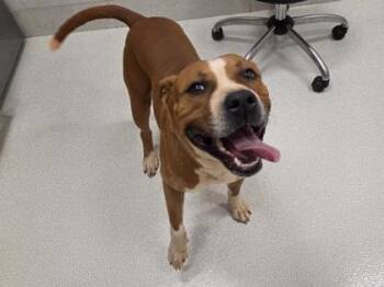 Scout -  Mixed Breed Dog for Adoption in Honolulu, Hawaii - Scout | PetCurious