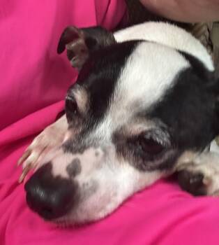 Chihuahua and Terrier Dogs Available for Adoption in Sarasota, Florida - Poppy | PetCurious
