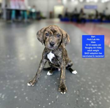 Bart -  Plott Hound and Labrador Retriever Dog for Adoption in Oviedo, Florida - Bart | PetCurious