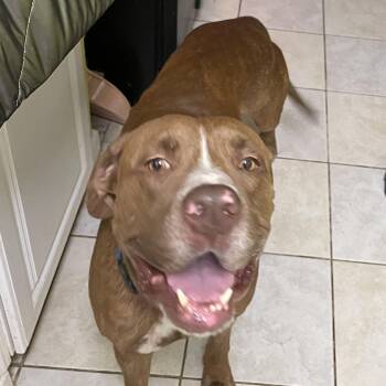 Oakley -  American Staffordshire Terrier Dog for Adoption in Houston, Texas - Oakley | PetCurious
