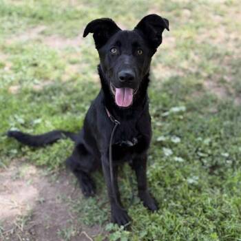 German Shepherd Dog and Mixed Breed Dogs Available for Adoption in Modesto, California - SIENNA | PetCurious