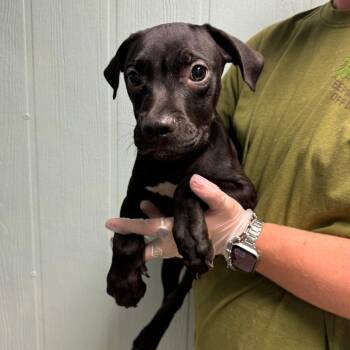 Jafar -  Pit Bull Terrier Dog for Adoption in Columbia, Missouri - Jafar | PetCurious