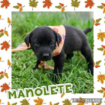 Manolete -  Labrador Retriever and Hound Dog for Adoption in Ringwood, New Jersey - Manolete | PetCurious