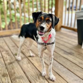 Daisy -  Treeing Walker Coonhound and Mixed Breed Dog for Adoption in Falls Church, Virginia - Daisy | PetCurious