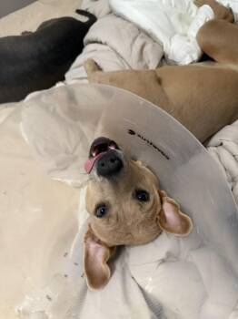 Labrador Retriever Dogs Available for Adoption in Cheektowaga, New York - Cookie | PetCurious