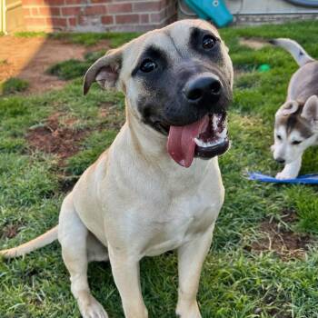 Pit Bull Terrier and Labrador Retriever Dogs Available for Adoption in Los Angeles, California - Sadie | PetCurious