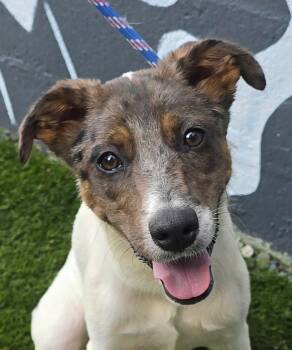 Francis -  Catahoula Leopard Dog Dog for Adoption in Newport, Tennessee - Francis | PetCurious