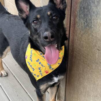 German Shepherd Dog Dogs Available for Adoption - Waylon | PetCurious
