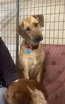 Hound and Shepherd Dogs Available for Adoption - Coral (bonded W/ Marsh) | PetCurious