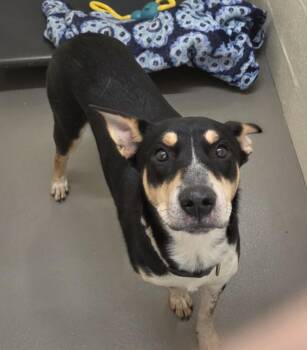 BUD -  Australian Cattle Dog Blue Heeler and Mixed Breed Dog for Adoption in Hagerstown, Maryland - BUD | PetCurious