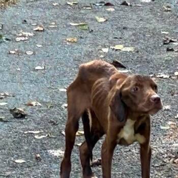 Nirmala Stray Hold 9/10 -  Mixed Breed Dog for Adoption in Huntington, West Virginia - Nirmala Stray Hold 9/10 | PetCurious