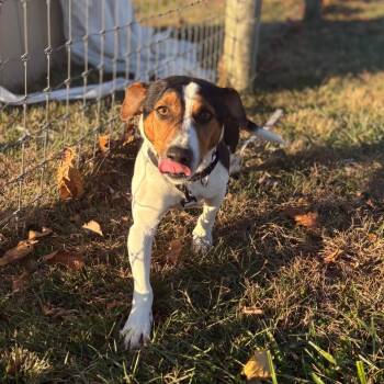 Rescue Jack Russell Terrier and Beagle Dogs for Adoption in Fairfax Station, Virginia - Cooper | PetCurious