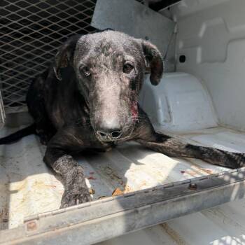 Ron -  Shepherd Dog for Adoption in Edinburg, Texas - Ron | PetCurious