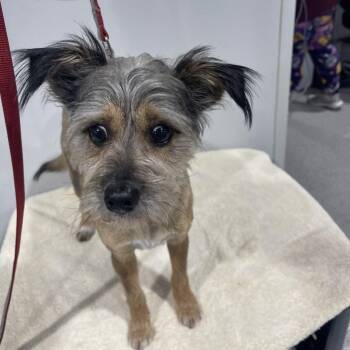 Chihuahua and Mixed Breed Dogs Available for Adoption - Toby | PetCurious