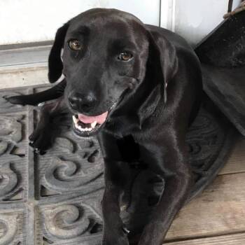 Coco Bean -  Labrador Retriever and Black Labrador Retriever Dog for Adoption in Austin, Texas - Coco Bean | PetCurious