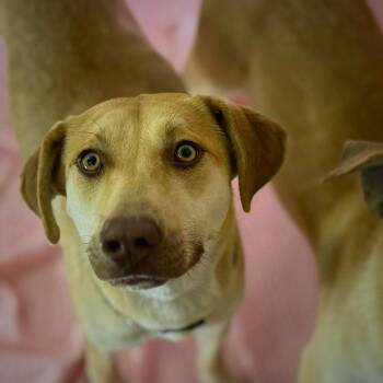 Rescue Yellow Labrador Retriever and Husky Dogs for Adoption in O