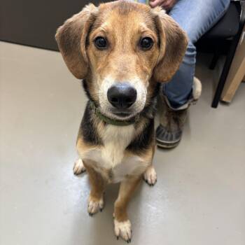 Dillon -  Hound Dog for Adoption in Butler, Kentucky - Dillon | PetCurious